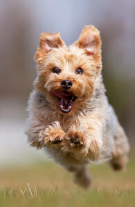 tacking it like a terrier